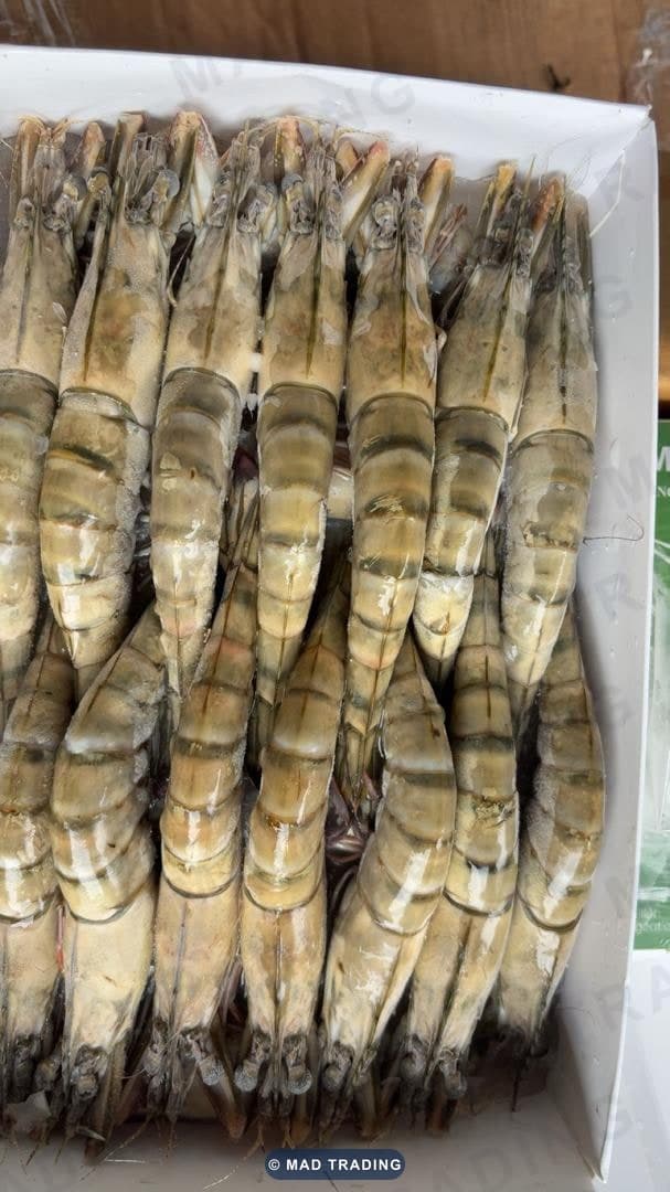 Gambas tigrées — MAD TRADING
