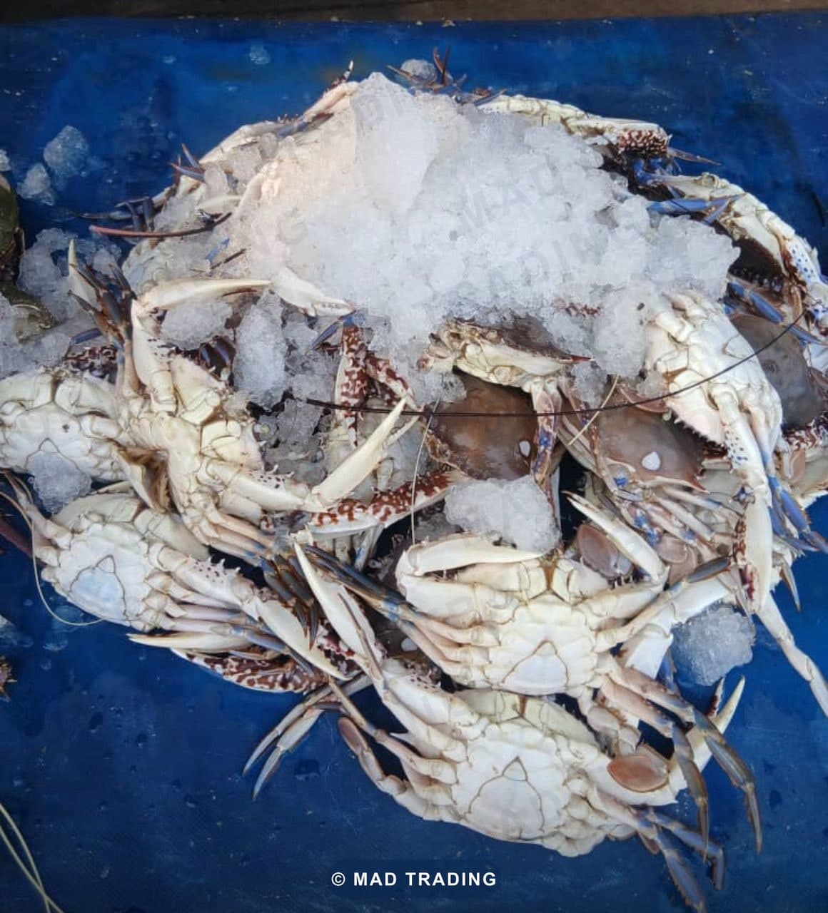 Crabes de mer — MAD TRADING