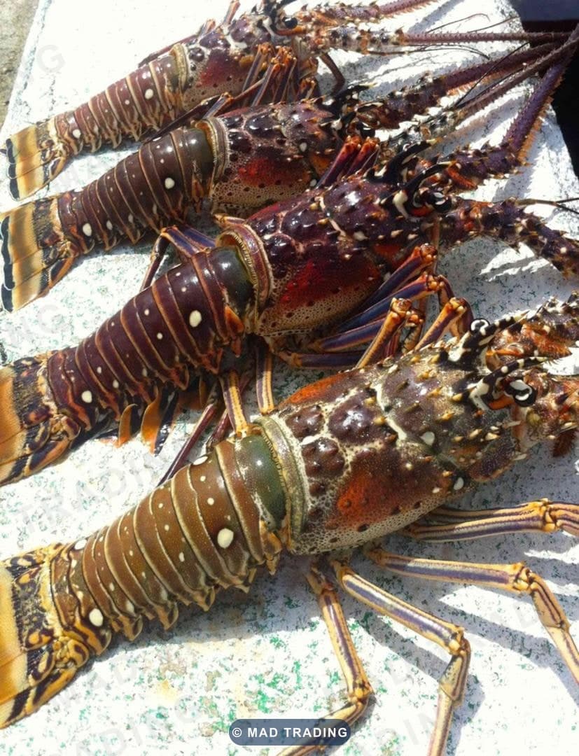 Langoustes — MAD TRADING