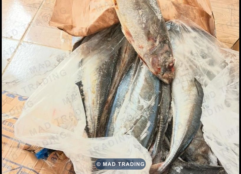 poissons chacha — photo 1