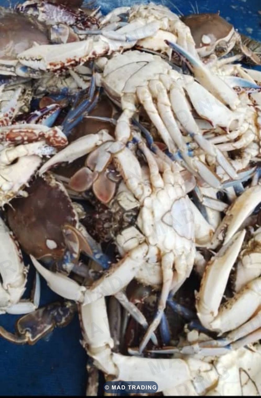 Crabes de mer — photo 1