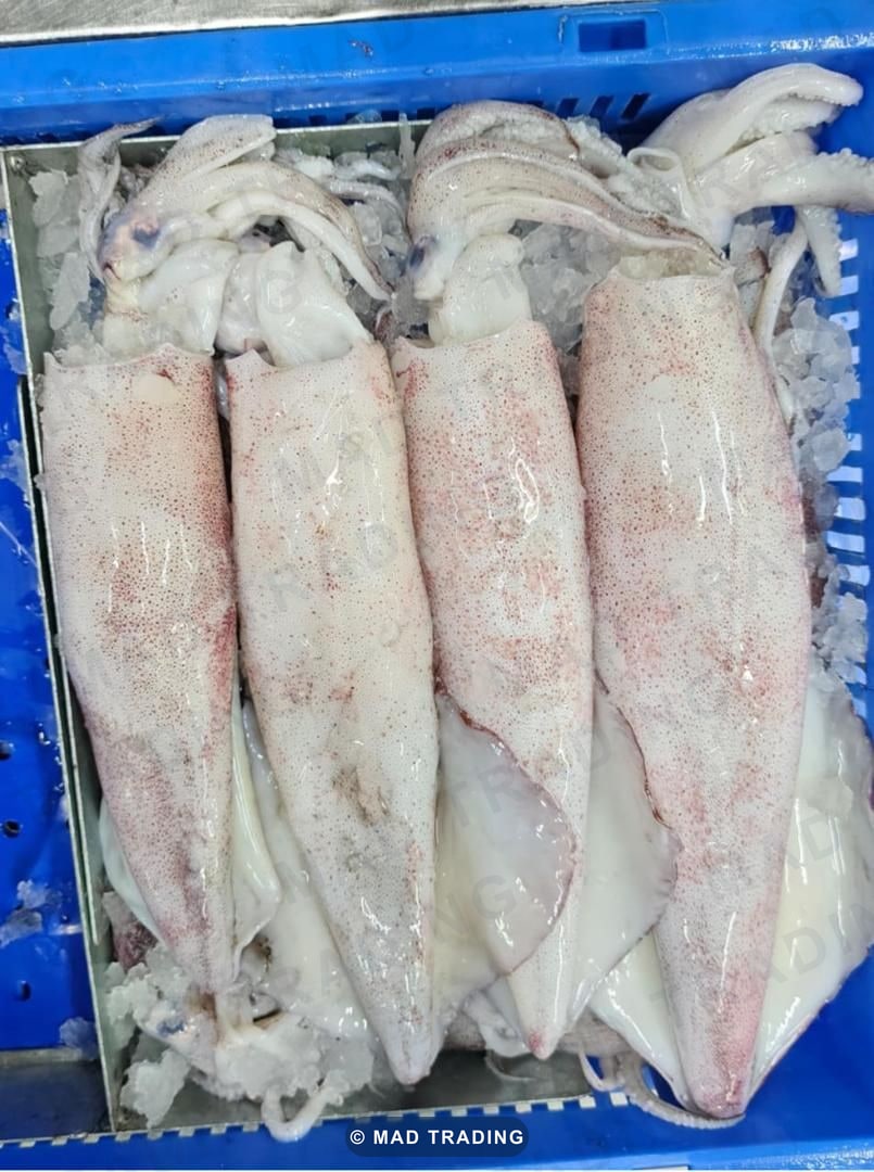 Calamars — photo 1