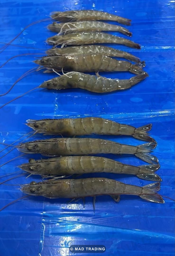 Crevettes grises entières crues — photo 1